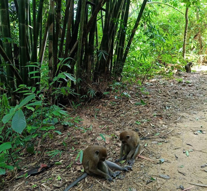 Khao Sok: Private Day Trekking, Jungle Dinner & Night Safari - Key Points