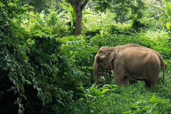 Khaolak Elephant Sanctuary, Cooking Class and Waterfall Tour - Good To Know