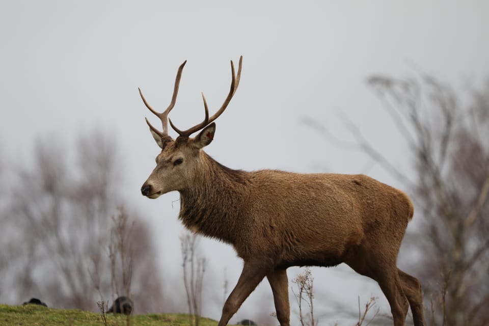 Kincraig: Highland Wildlife Park Entry Ticket - Key Points