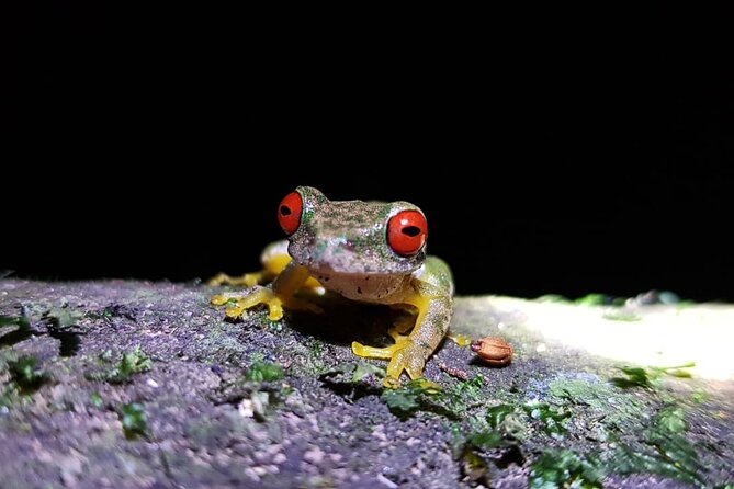 Kinkajou Night Walk Tour - Guided Experience