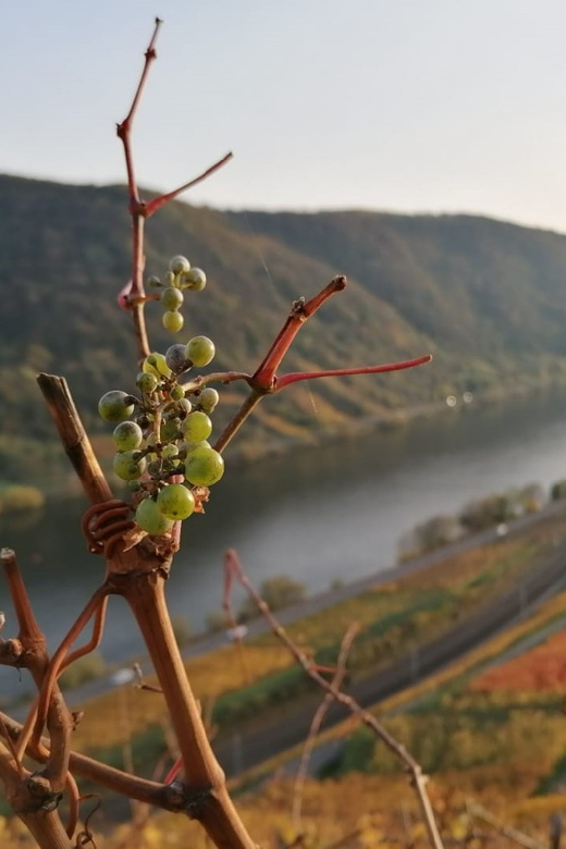 Koblenz: The Living Vineyard, Nature & Wine Enjoyment - Meeting Point and Vineyard Details