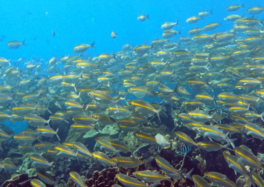 Koh Kood: Snorkeling Speedboat Tour With Lunch and Transfer - Key Points