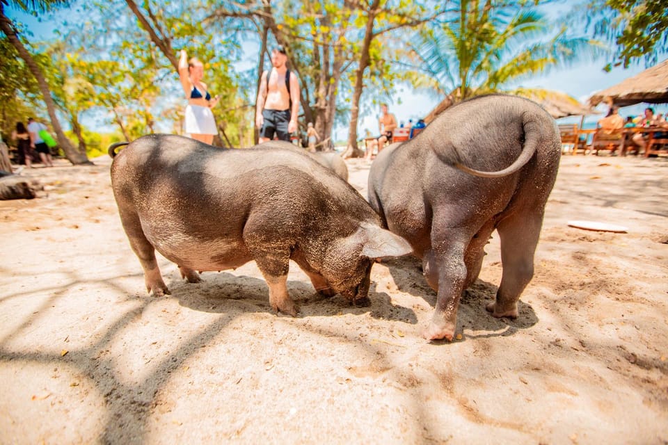 Koh Samui: Pig Island Day Tour by Speedboat - Key Points