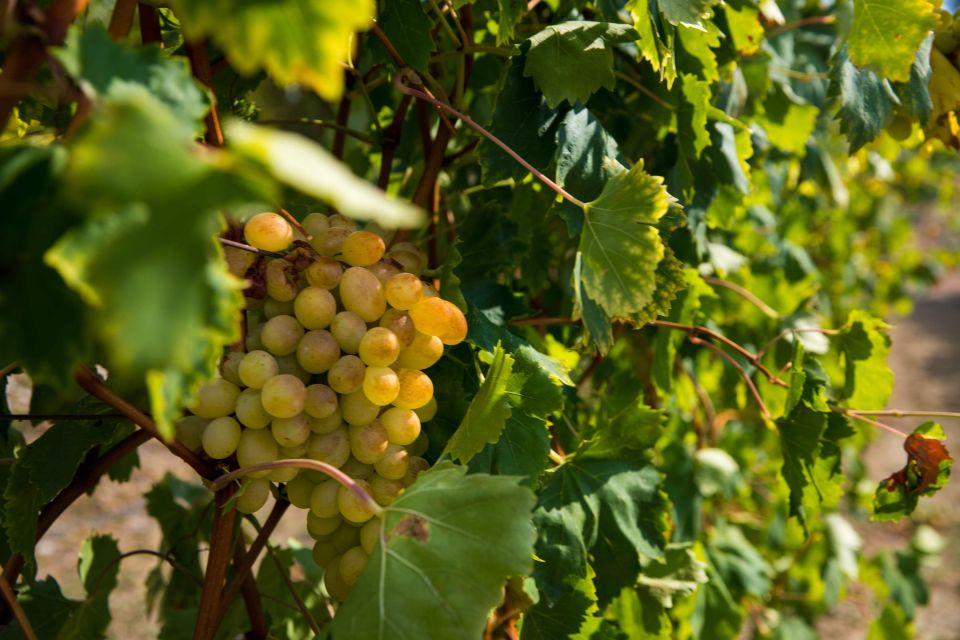 Konavle Valley: Tour With Wine Tasting From Dubrovnik - Good To Know