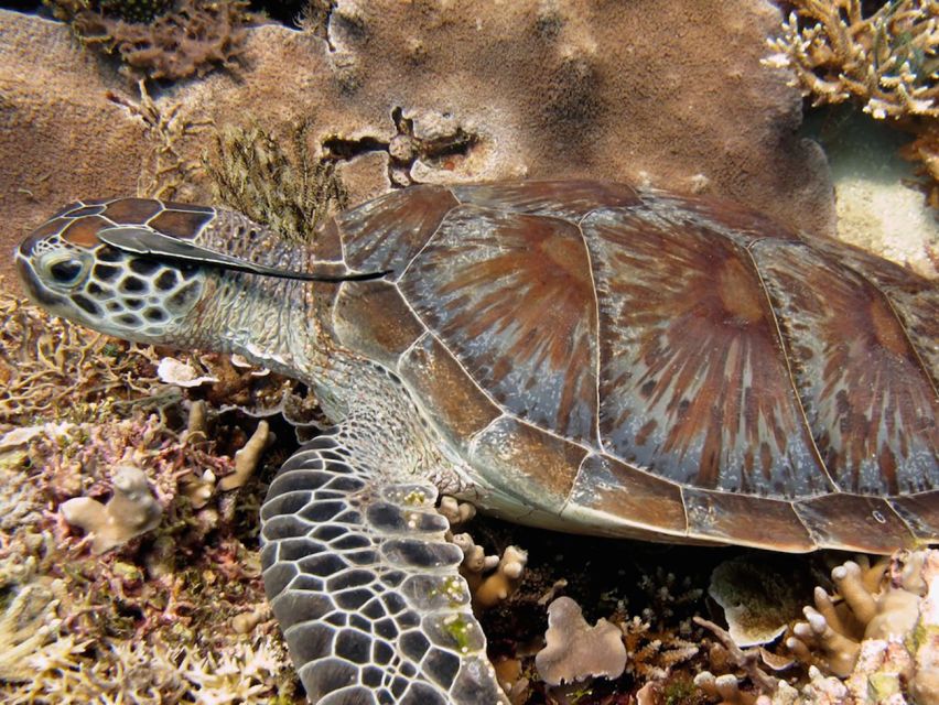 Kota Kinabalu: PADI Open Water Diver Course - Key Points