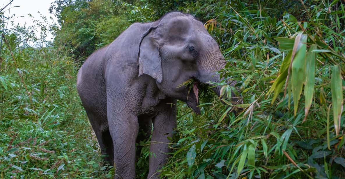 Krabi: Ethical Elephant Care Experience With Hotel Transfer - Key Points