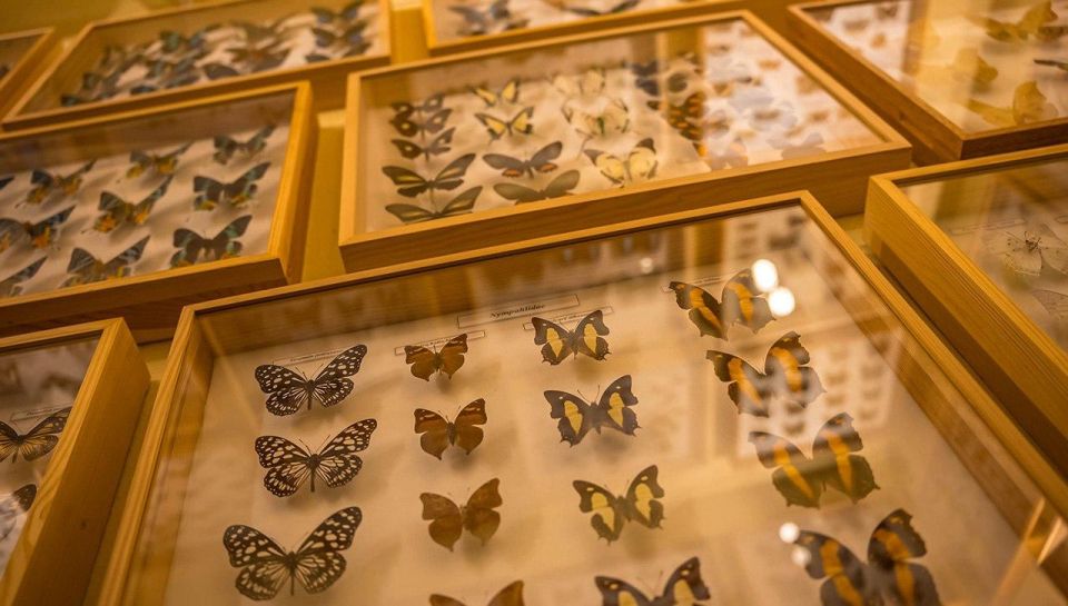 Krakow: Living Butterflies Museum - Good To Know