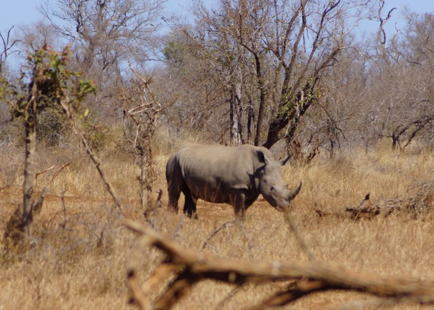 Kruger Park Safari From Maputo - Good To Know