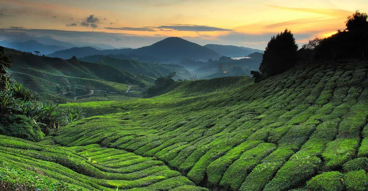 Kuala Lumpur: One-Way Transfer to Cameron Highlands - Key Points