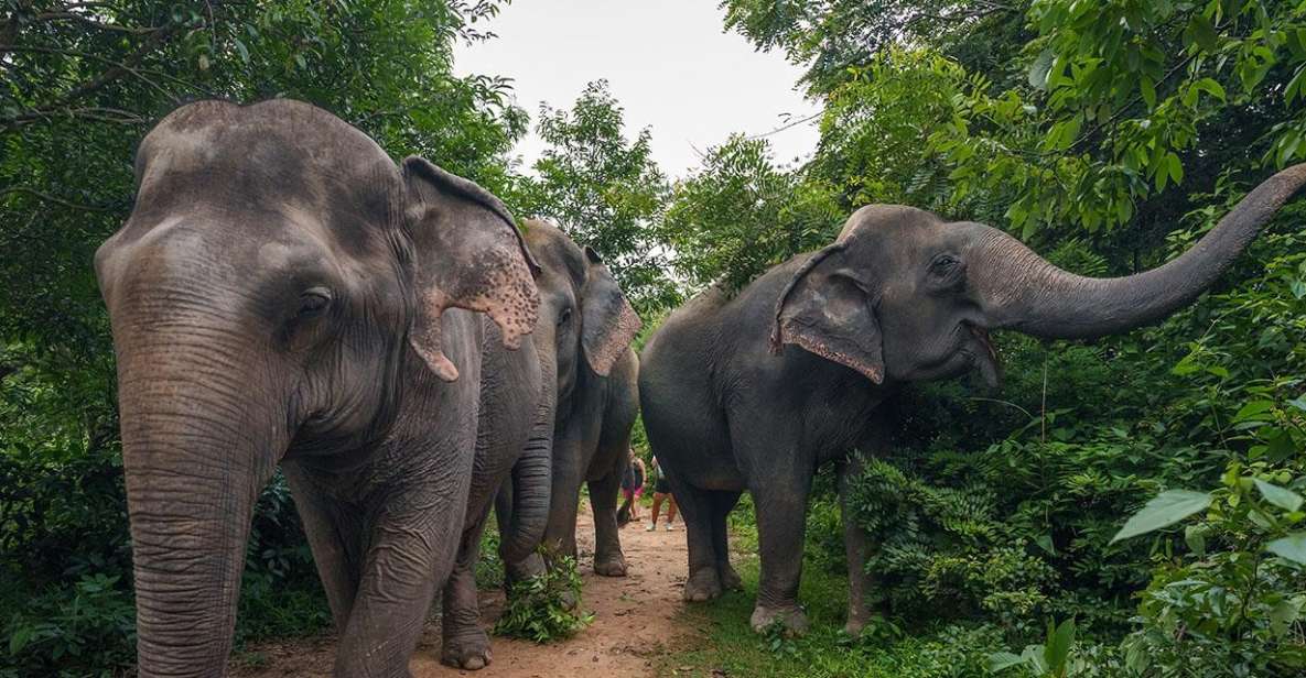 Kulen Elephant Forest Tour With Hotel Pick-Up & Drop off - Good To Know