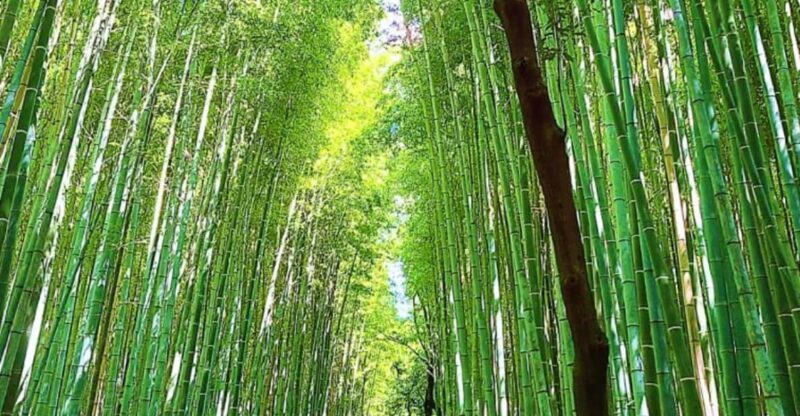 Kyoto: Private Full Day Car Tour by English Speaking Driver - Driver and Communication