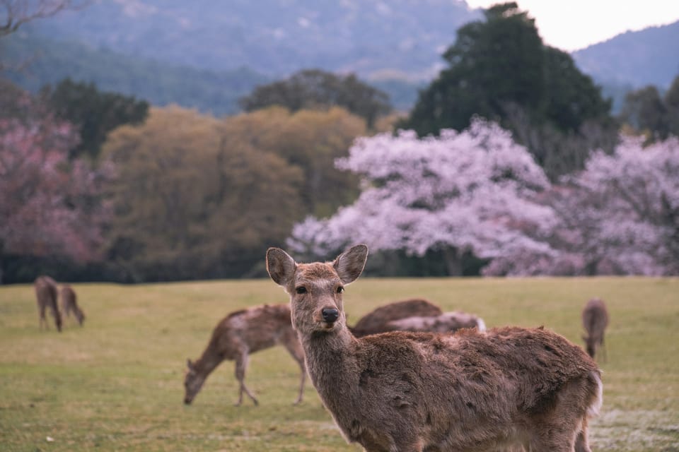 Kyoto: Trip Private Sightseeing Customised English Guided - Key Points