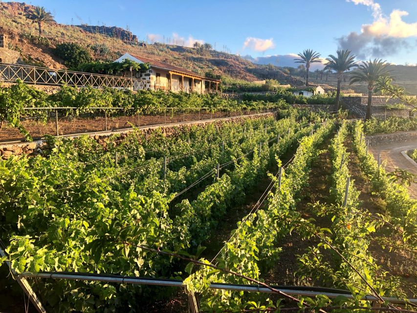 La Gomera: Winery Visit and Tasting Tour - Good To Know