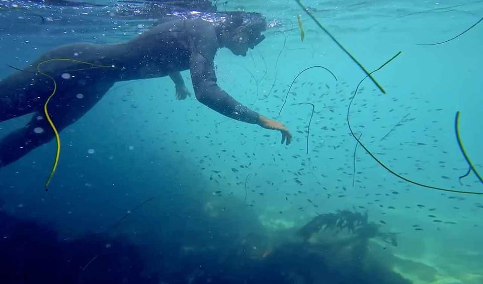 La Jolla: Leopard Shark Guided Snorkeling Tour - Tour Overview