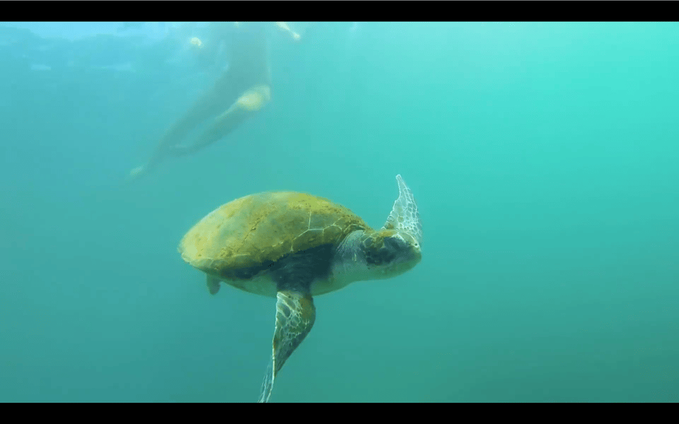 La Jolla: Sunset Kayak Tour of the 7 Caves - Key Points