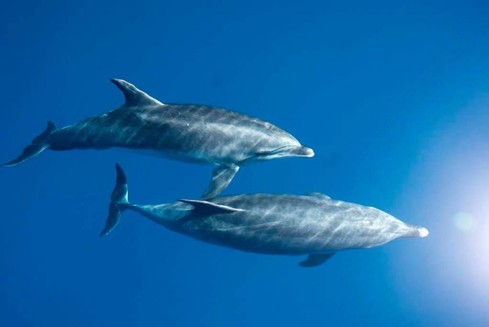 La Palma: 3-Hour Dolphin and Whale Watching Experience - Key Points