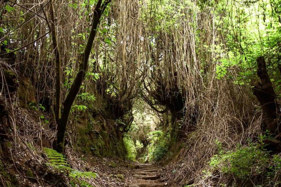 La Palma: Guided Trekking Tour to Cubo De La Galga - Key Points