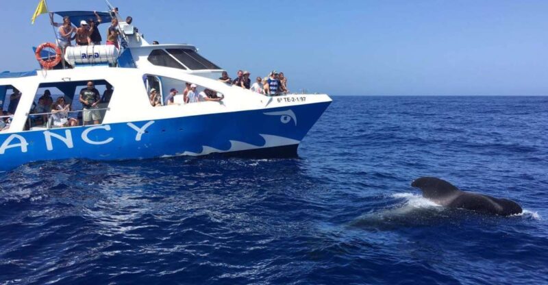 La Palma: Wildlife Viewing and Cumbre Vieja Boat Tour - Key Points