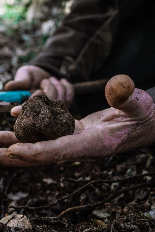 Laconi: Truffle Hunting Experience With Aperitif - Key Points