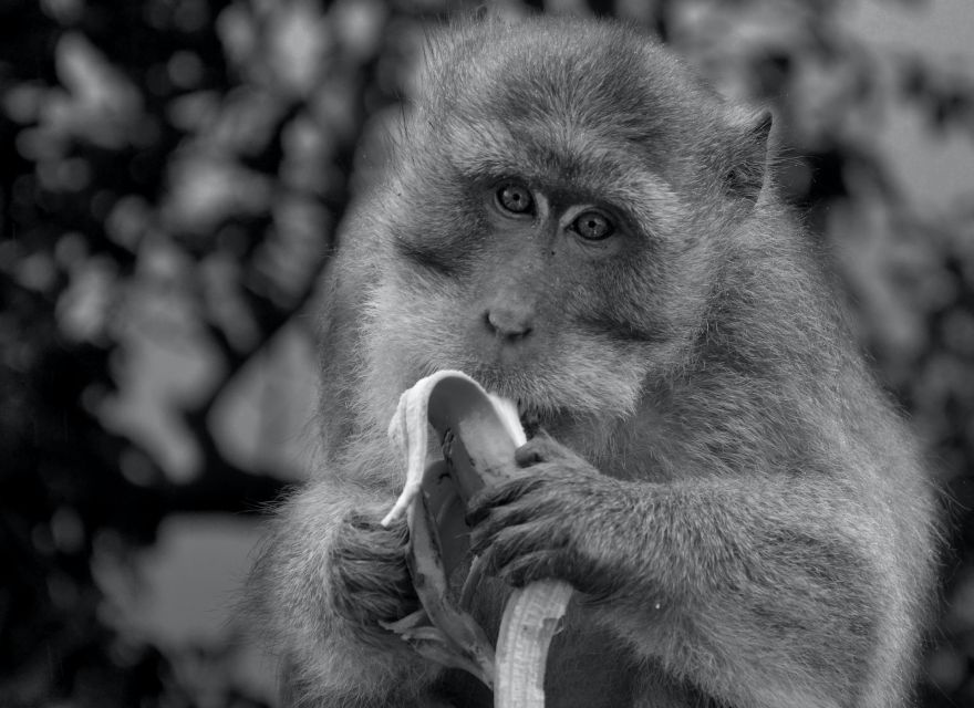 Lagoon Tour to Monkey Island in Negombo - Good To Know