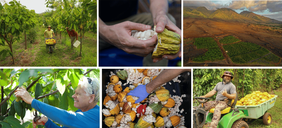 Lahaina: Maui Kuia Estate Guided Cacao Farm Tour & Tasting - Inclusions and Restrictions