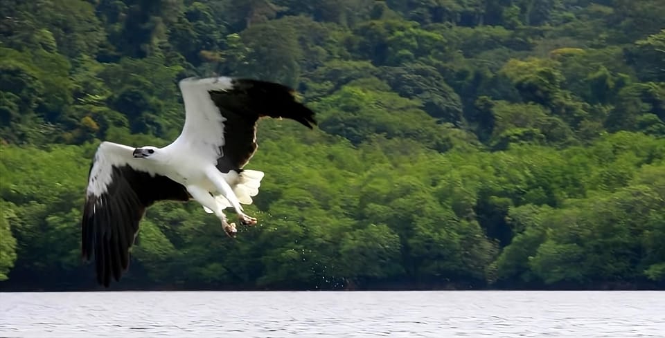 Langkawi: Mangrove Tours With Options - Key Points