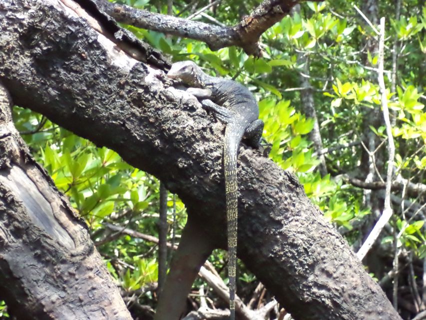 Langkawi UNESCO Global Geopark Mangrove Cruise - Key Points