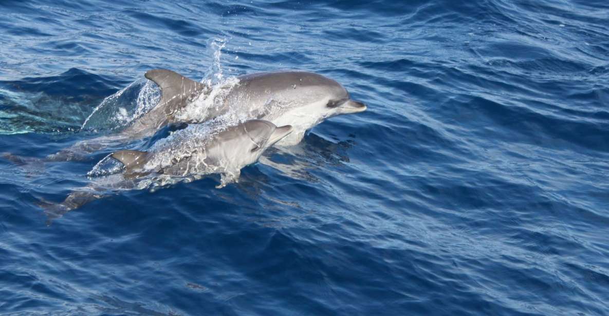 Lanzarote: Lobos Island Half-Day Dolphin Watching Trip - Key Points