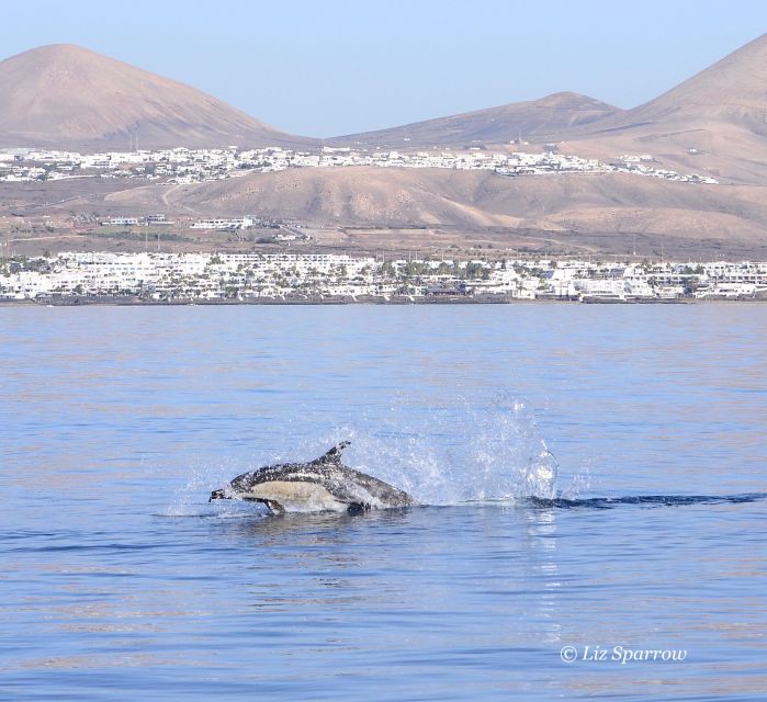 Lanzarote: Sea Safari Experience - Key Points