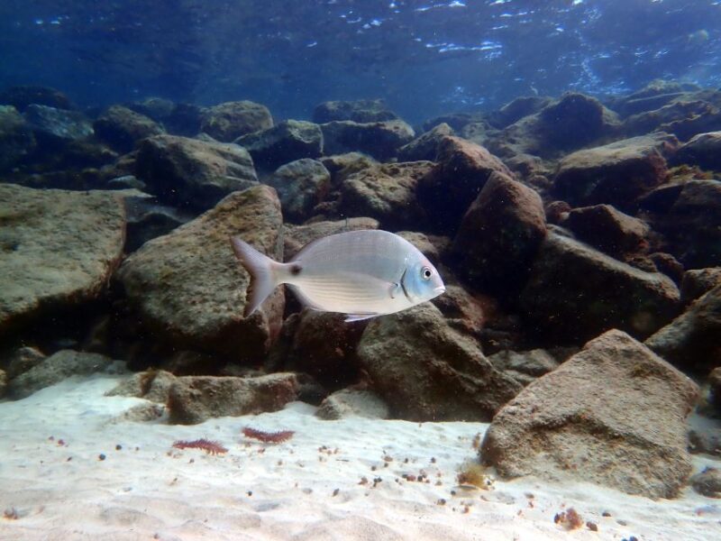 Lanzarote: Small Group Beginner Dive Course Costa Teguise - Key Points