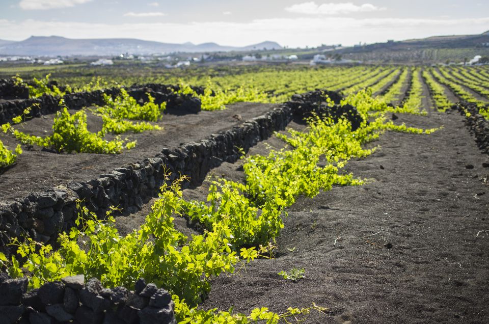 Lanzarote: Wine Tasting Tour at El Grifo Winery - Key Points