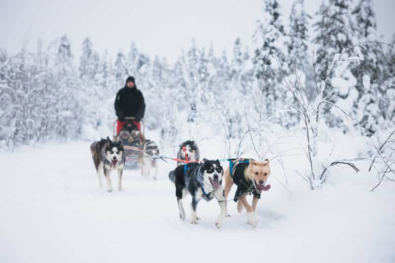 Levi: 15-Kilometres Self-Driving Husky Tour - Key Points