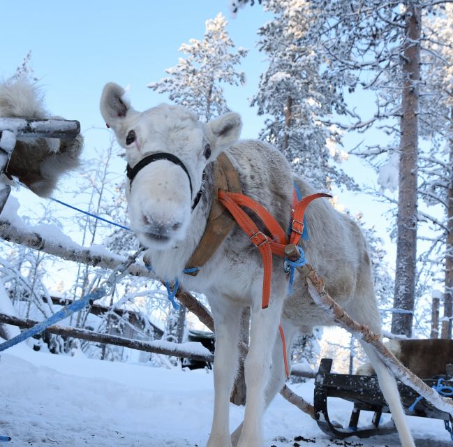 Levi: 3km Reindeer Sleigh Ride - Key Points