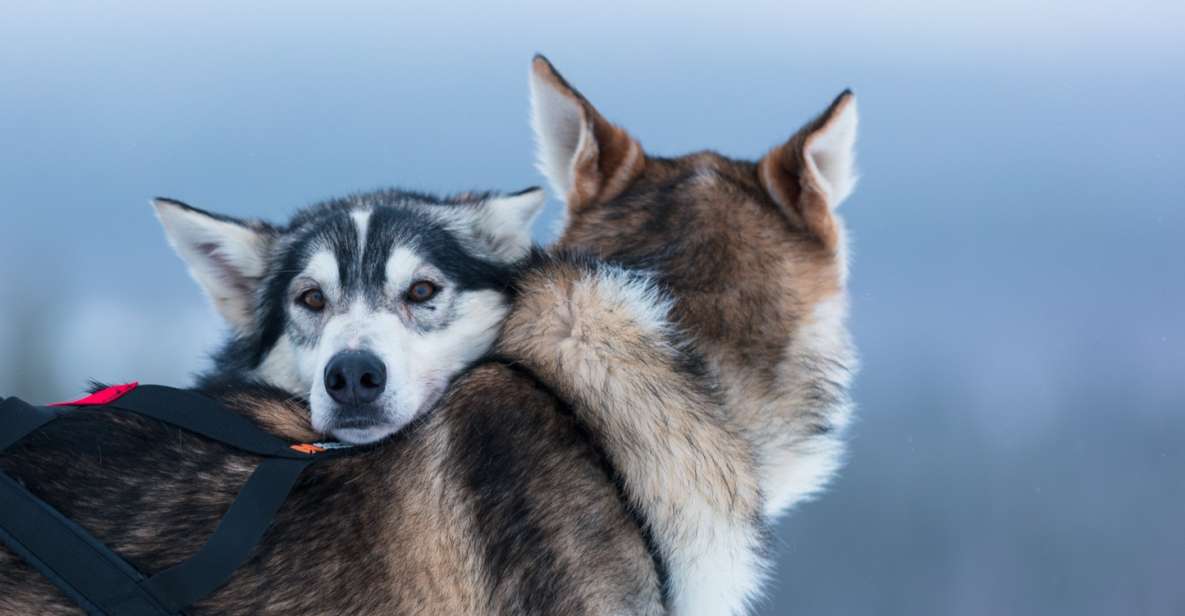 Levi: 7 Km Self-Drive Husky Sledding Adventure - Key Points