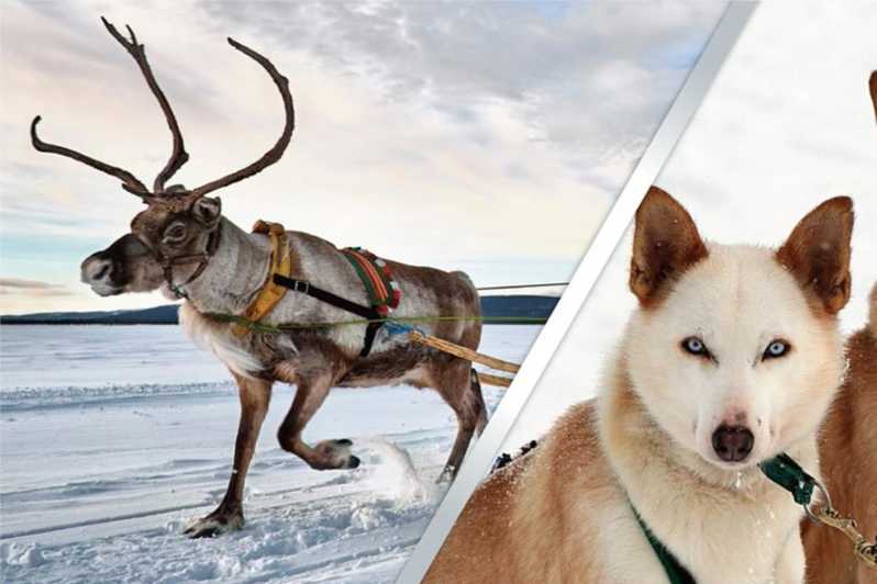 Levi: Lapland Reindeer and Husky Safari - Key Points