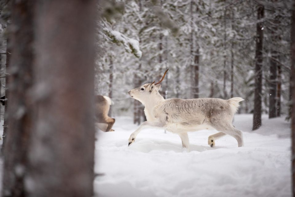 Levi: Traditional Reindeer Husbandry Experience - Key Points