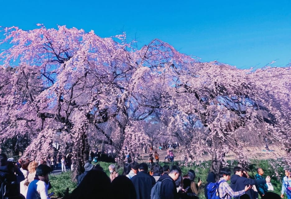 Licensed Guide Shinjuku Dramatic Tour Day Time - Key Points