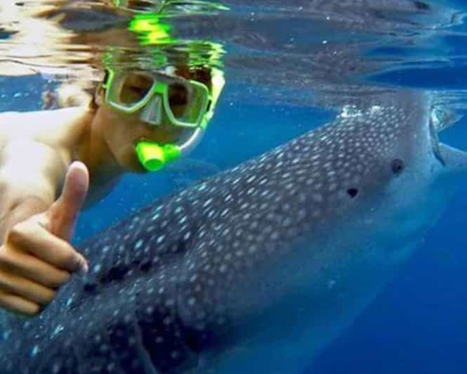 Lila Bohol: Swimming & Whale Shark Watching - Key Points