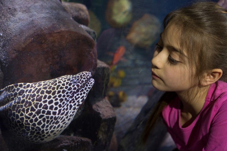 Loch Lomond: Sea Life Entrance Ticket - Key Points