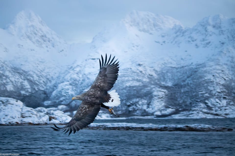 Lofoten: Trollfjord Sea Eagle Safari by RIB Boat - Good To Know