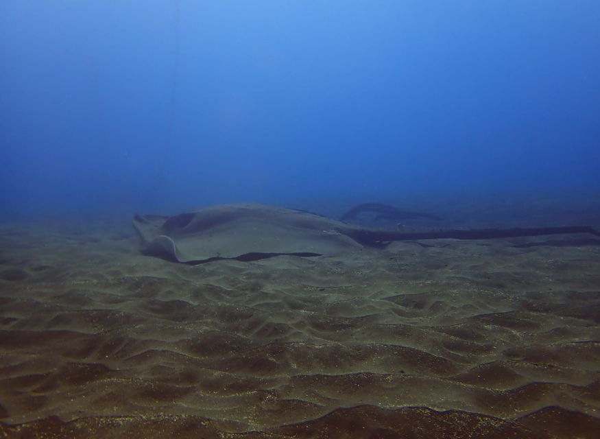 Los Cristianos: Try Dive for Beginners - Key Points