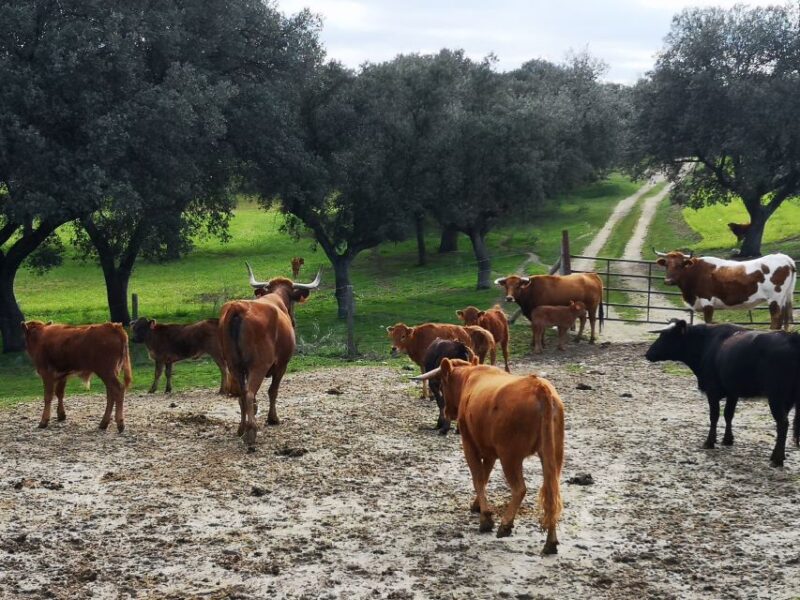 Madrid: Half-Day Bull Breeding Farm Tour - Key Points