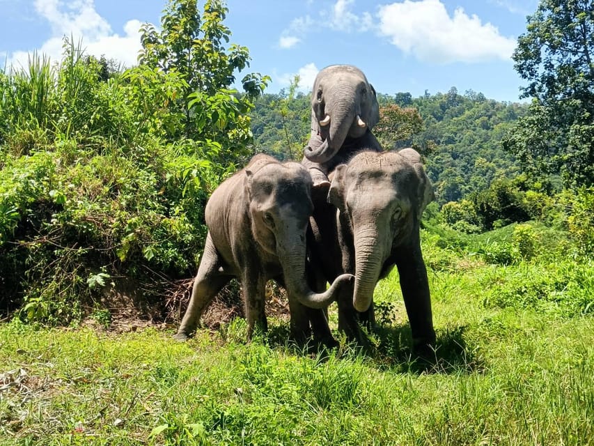 Maewang, Chiangmai: Elephant Jungle Park Day Tour - Key Points