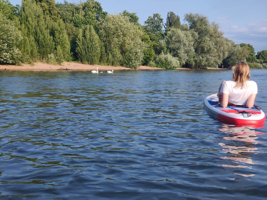 Mainz: Stand Up Paddling Tour on the Rhine River - Key Points