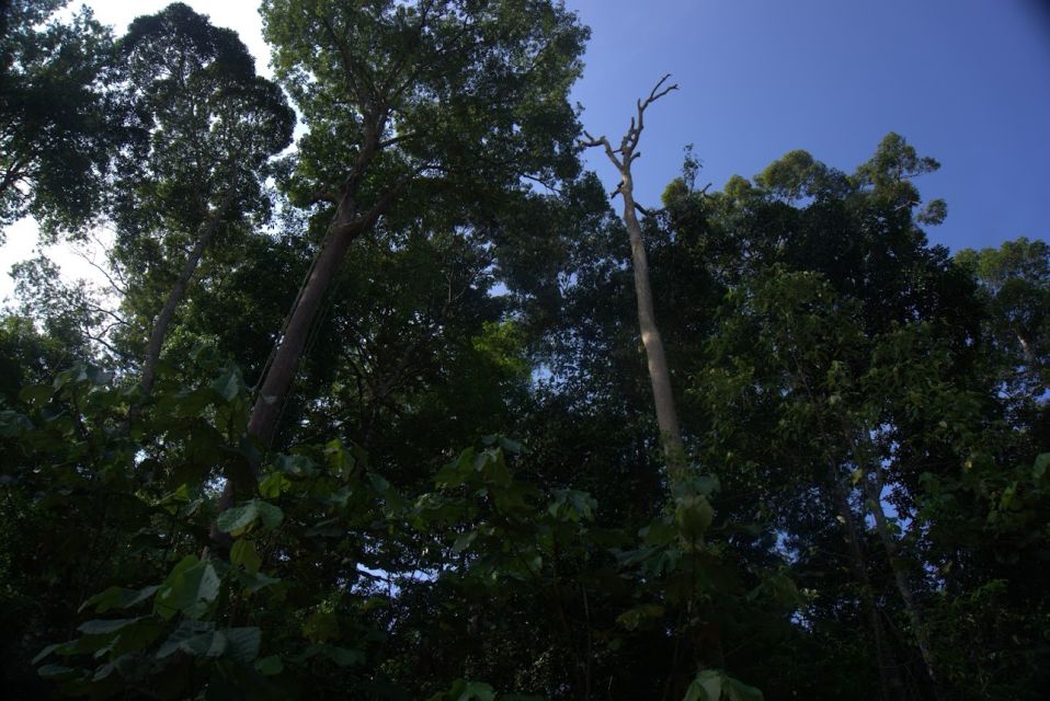 Malaysia: Gunung Panti Forest Reserve Guided Nature Tour - Key Points