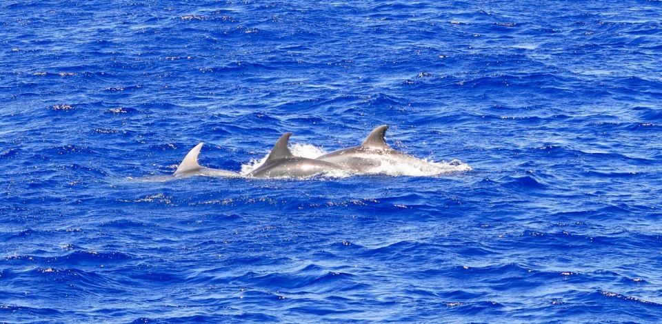 Mallorca: 3-Hour Afternoon Dolphin Watching Boat Tour - Key Points