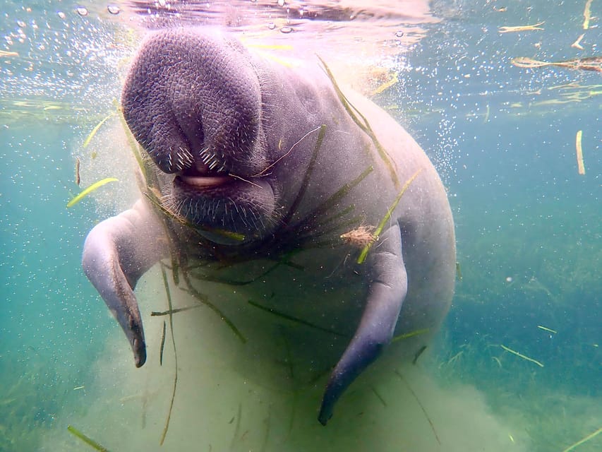 Manatee Snorkel Tour From American Pro Diving Center - Key Points