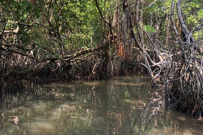 Mangrove Adventure - Good To Know