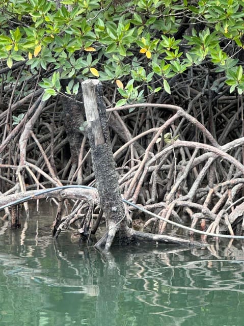 Mangrove Kayak in Langkawi Estimated 4 Hours With Lunch - Key Points