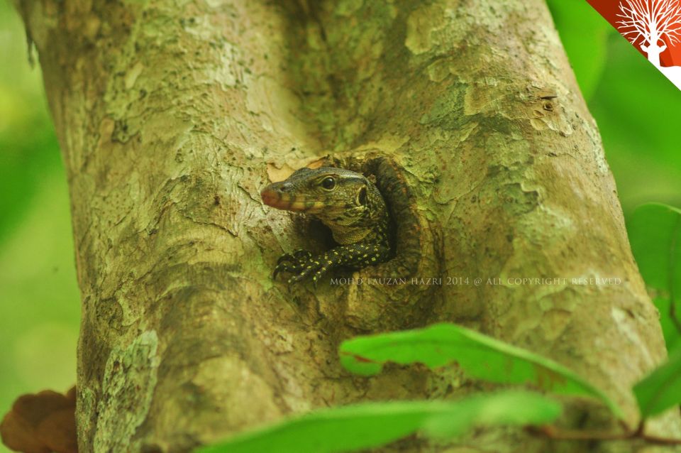 Mangrove Safari Along Kilim River: 4-Hour Kayaking Tour - Tour Overview